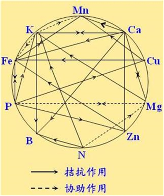 原料型鉀肥和鎂肥為什么會(huì )發(fā)生拮抗？