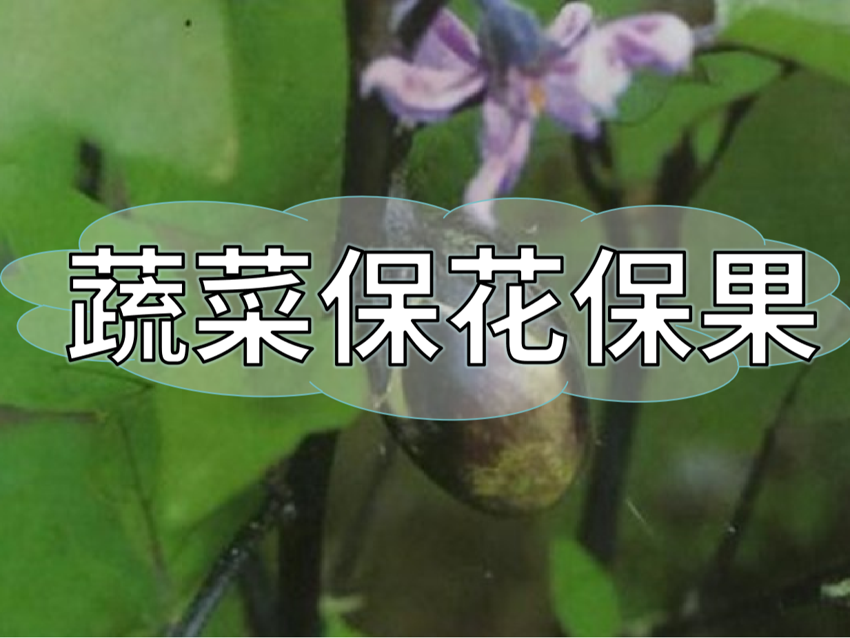 蔬菜高溫花少坐果少，一套方案<i style='color:red'>促花</i>保果