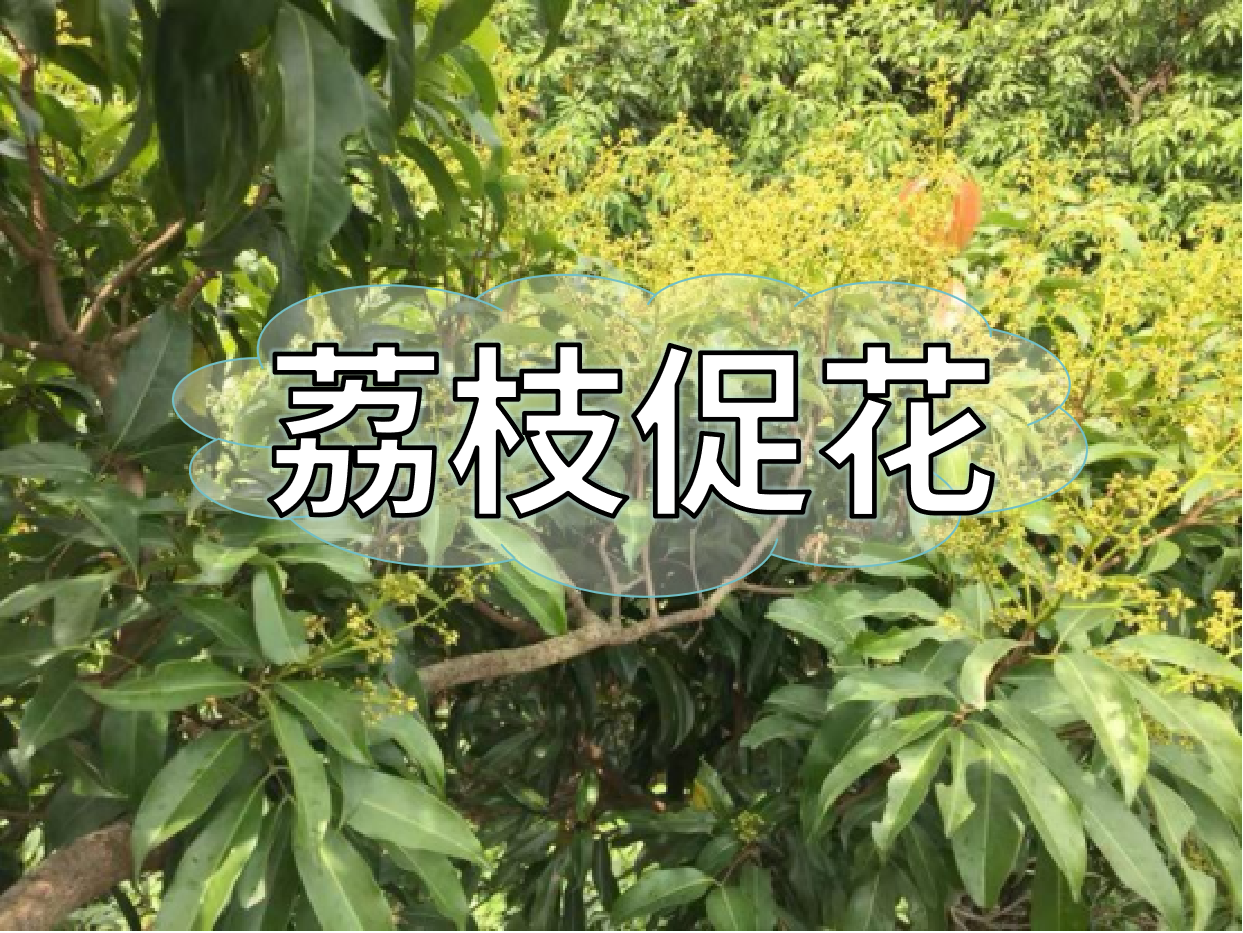 荔枝控梢期，做好<i style='color:red'>促花</i>工作，來年高產(chǎn)有基礎(chǔ)