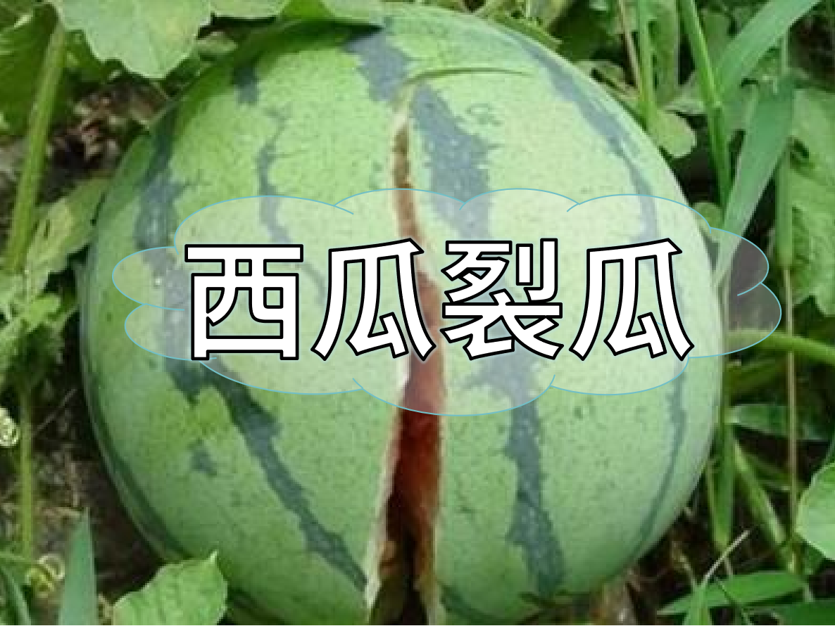 西瓜裂瓜致低產(chǎn)，這樣做，輕松解決問題！
