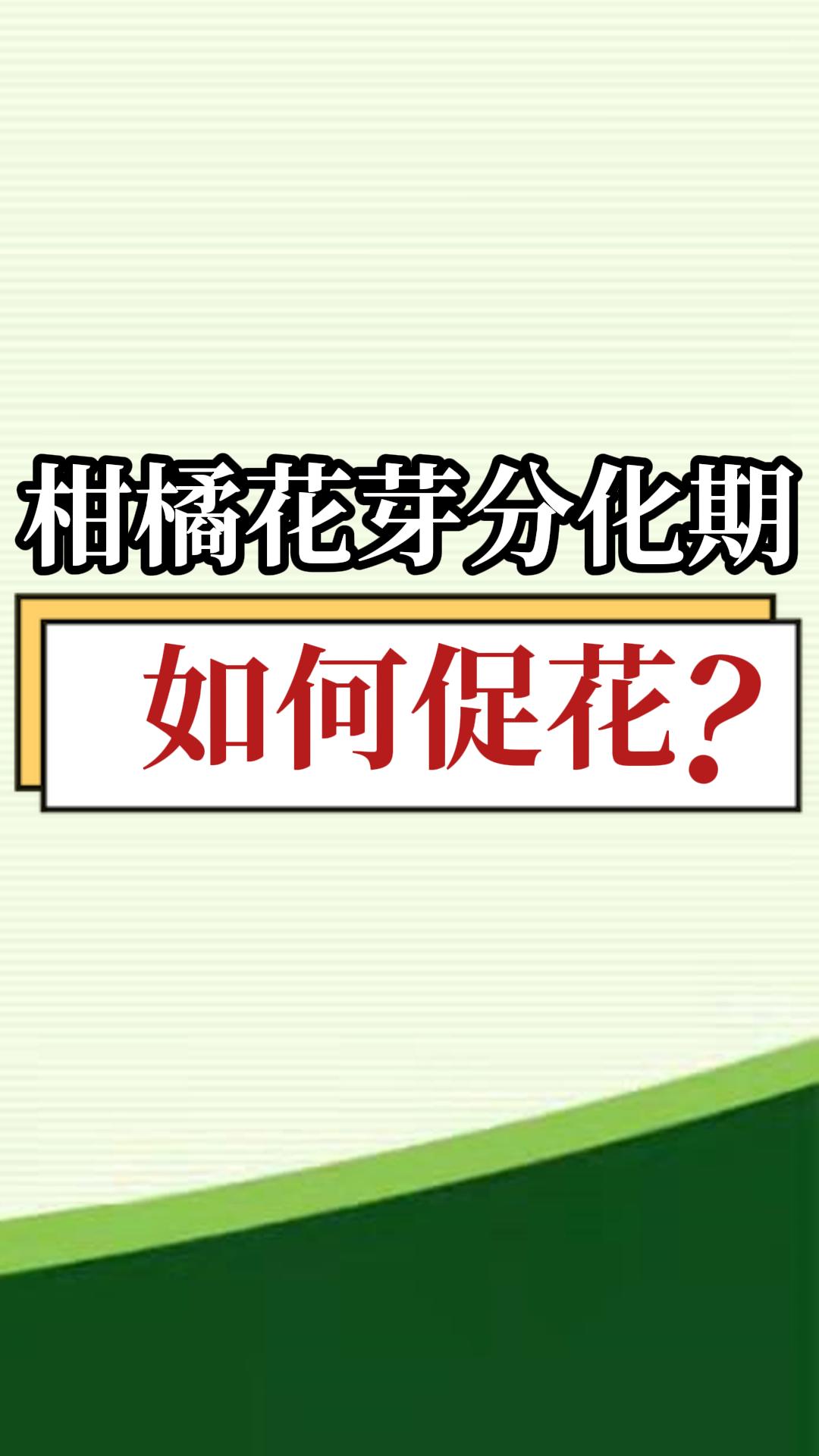 柑橘花芽分化期如何促花？
