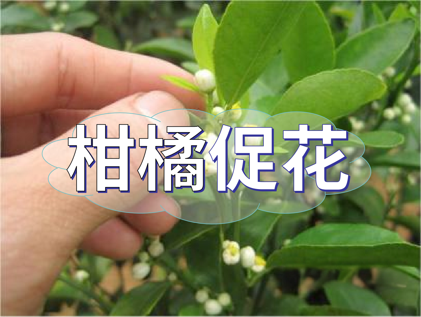 到了<i style='color:red'>柑橘秋梢</i>期，什么時(shí)候促花？