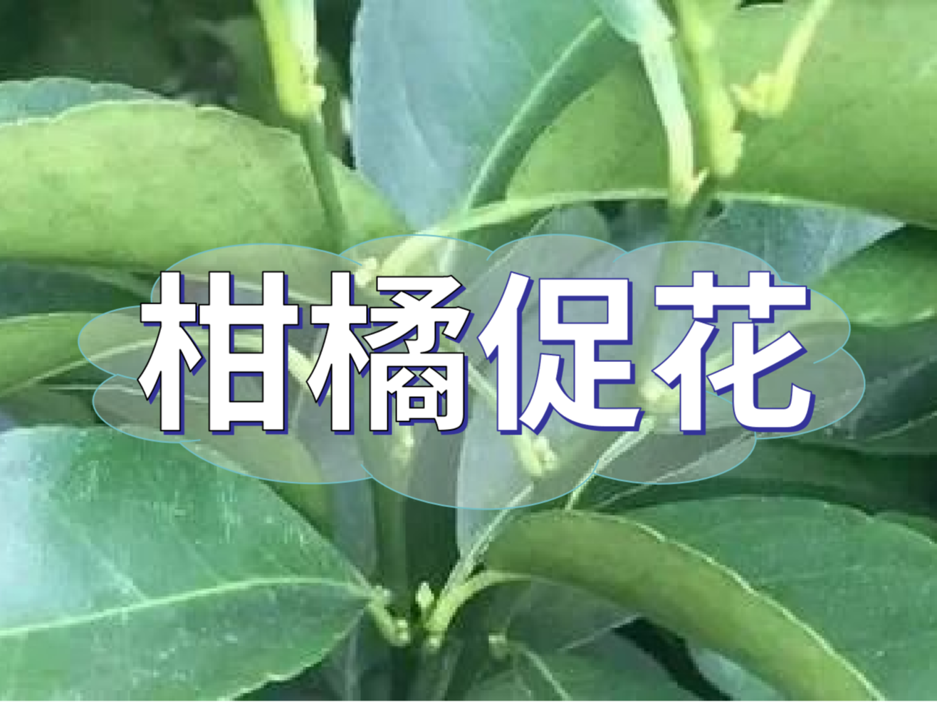 柑橘來年開花多花健壯，這個促花方案必加上