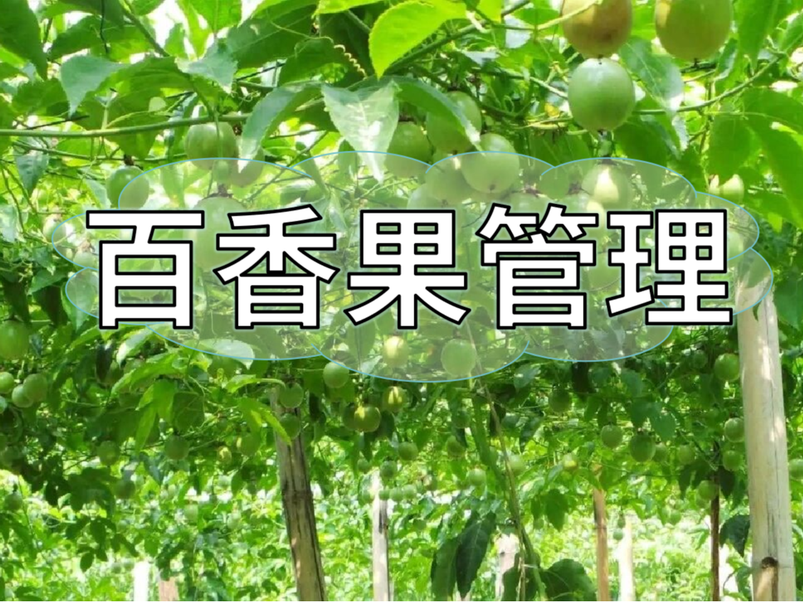 百香果施肥管理看這篇就夠了！優(yōu)產(chǎn)高產(chǎn)必備