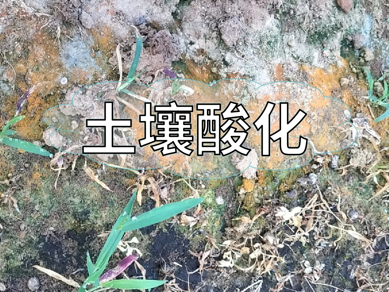 <i style='color:red'>土壤酸化</i>柑橘樹變黃，教你一招快速調(diào)酸防黃化