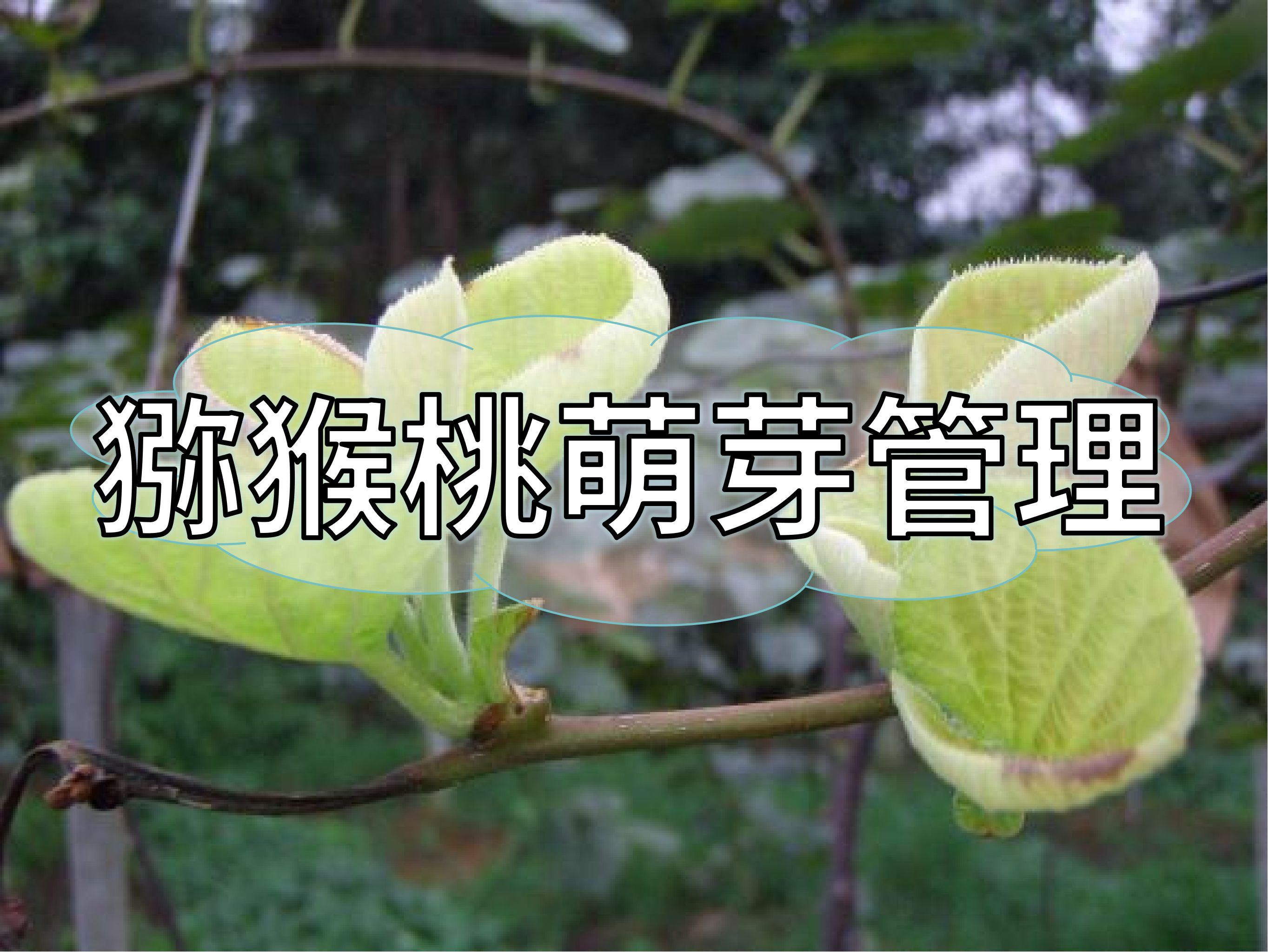 獼猴桃萌芽整齊健壯這樣做！