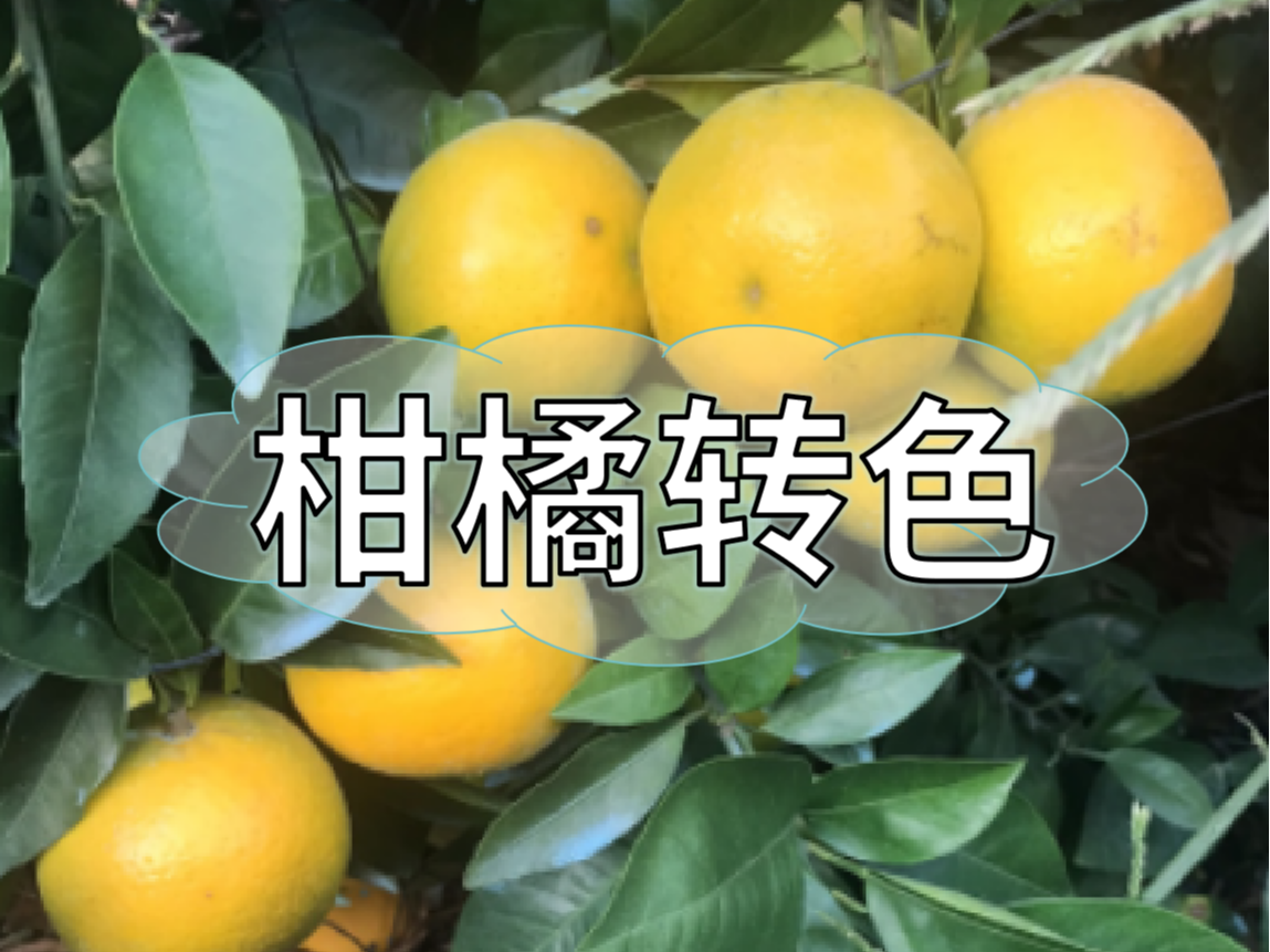柑橘著色不理想，沖刺品質果要抓緊了！