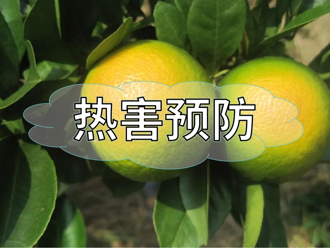 高溫熱害農業(yè)生產的 "隱形殺手"，熱害防御指南