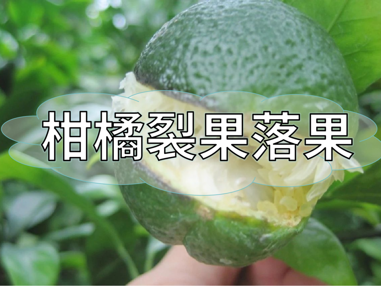 柑橘膨果提質(zhì)期，防裂果防落果秘籍先收好