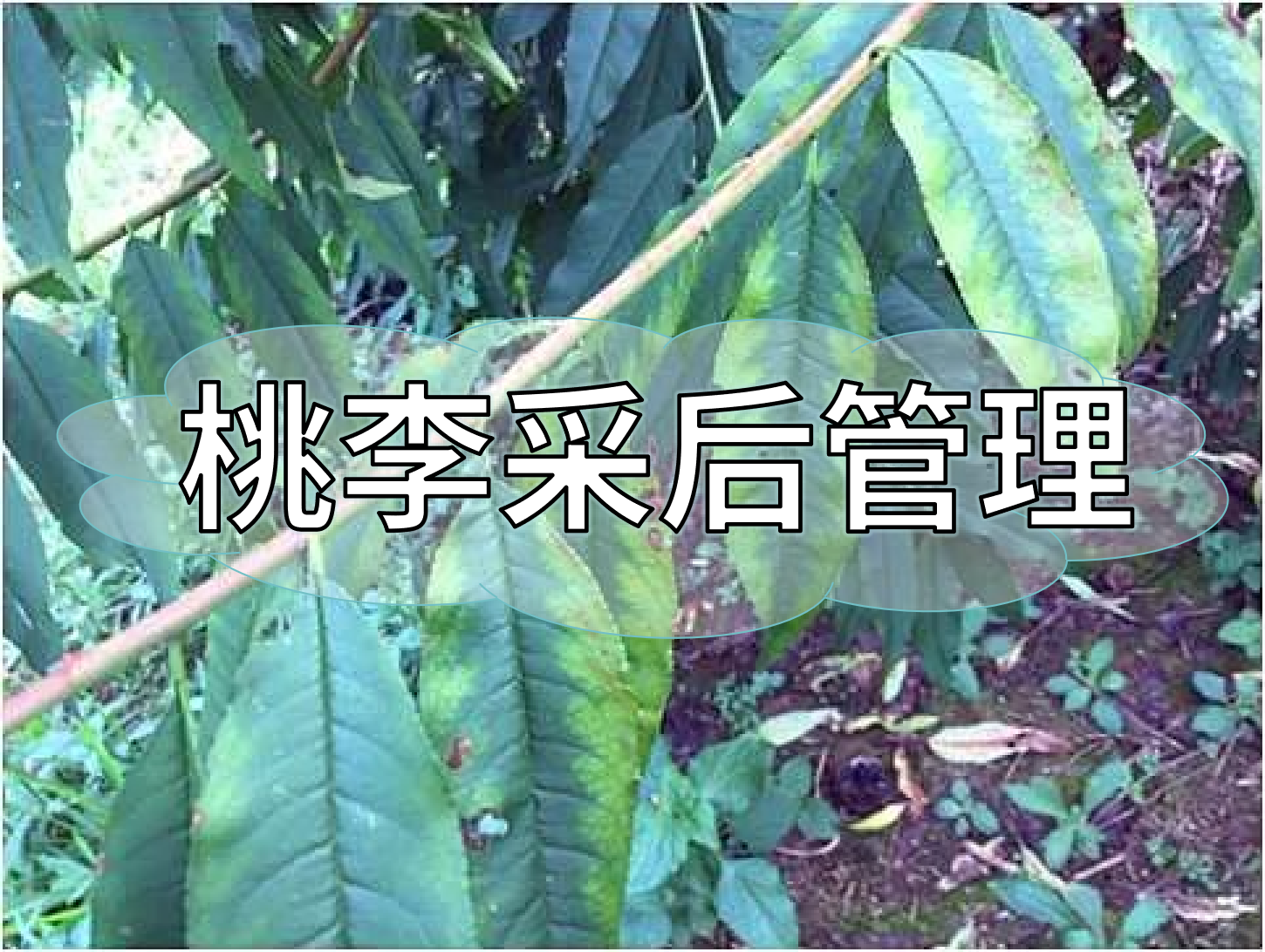 桃樹采后管理技術(shù)要點(diǎn)：養(yǎng)樹促花為來(lái)年豐產(chǎn)奠基
