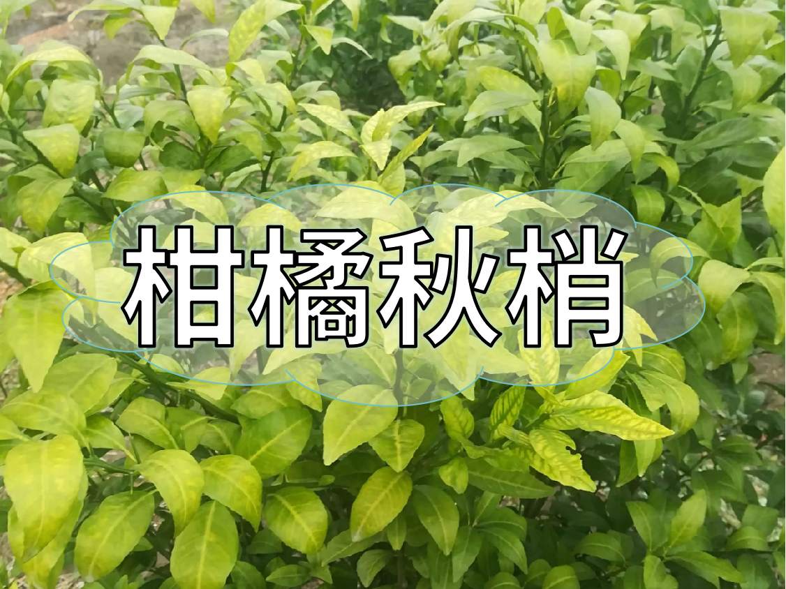 柑橘秋梢健壯老熟快，簡(jiǎn)單有效的操作方法