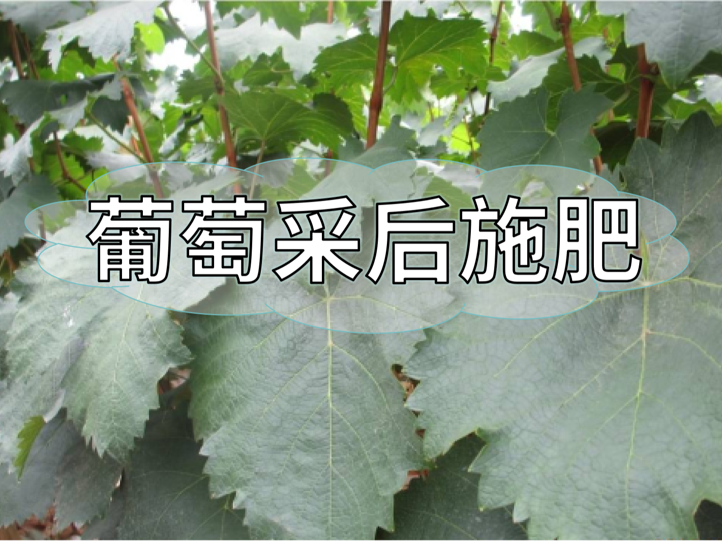 高產(chǎn)葡萄園采后如何施肥？