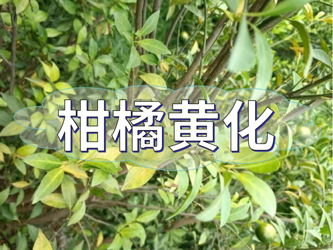 柑橘秋黃嚴(yán)重，秋梢難老熟，怎么解決？