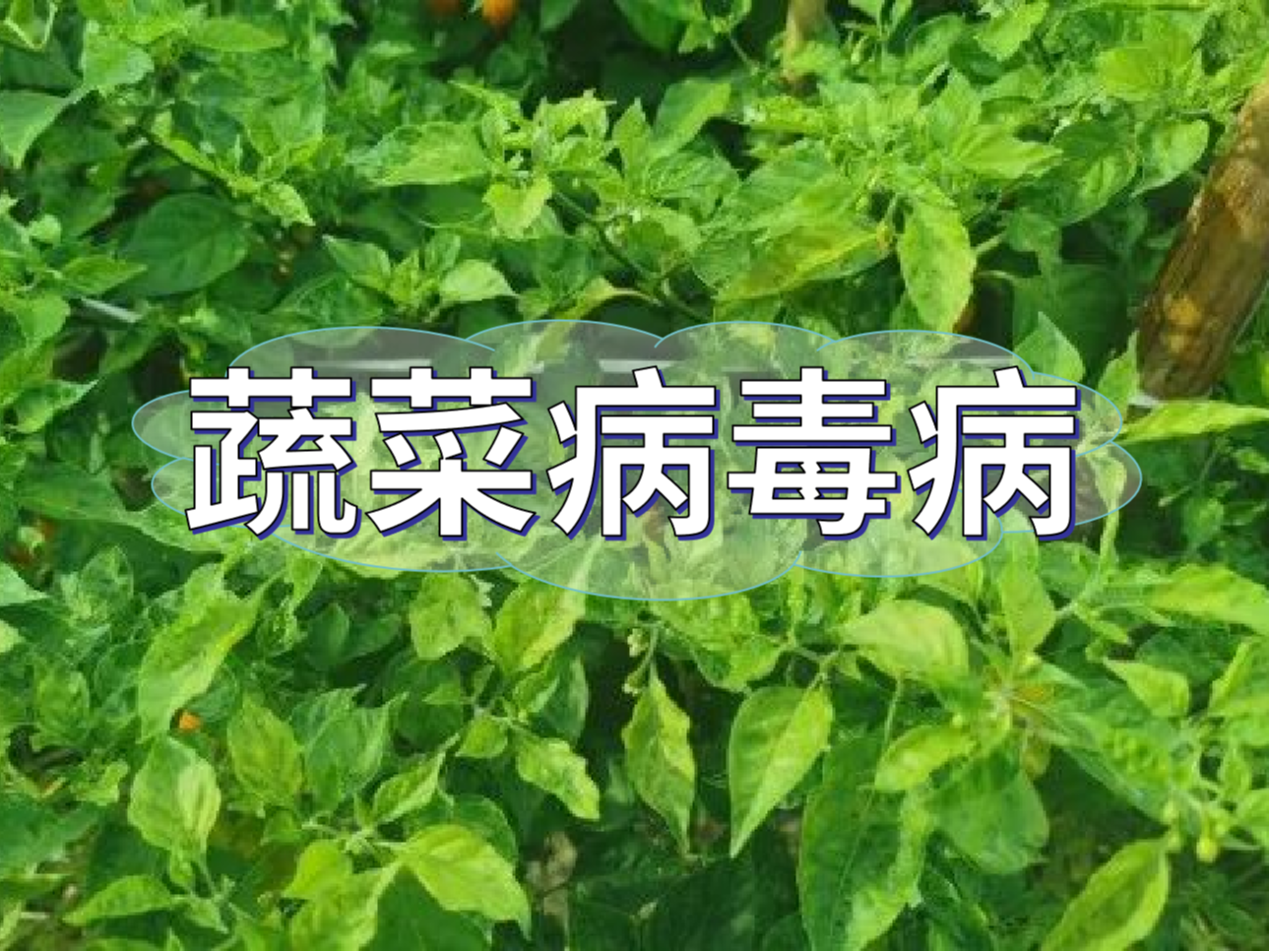 蔬菜病毒病大爆發(fā)，如何將危害降到最低
