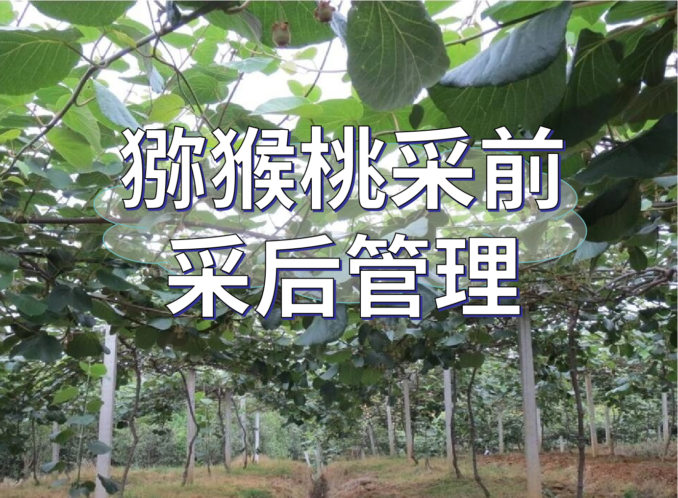 獼猴桃采前提高品質(zhì)、采后恢復(fù)管理方案