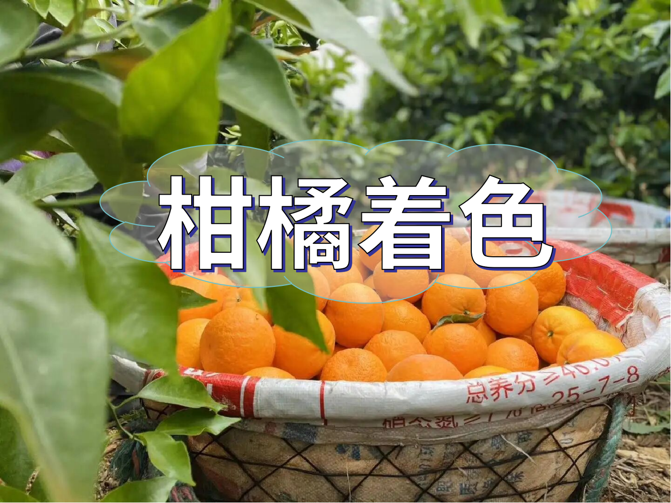 柑橘膨大轉(zhuǎn)色增甜這樣管，成熟快上市早