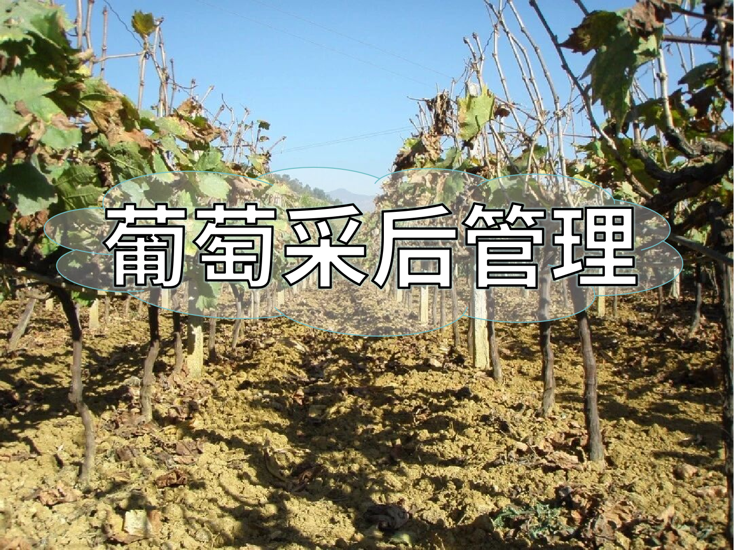 葡萄采摘忙，<i style='color:red'>采后管理</i>得跟上