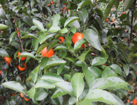 微補(bǔ)方案反饋|跟著農(nóng)友們管理，放優(yōu)質(zhì)秋梢并不難