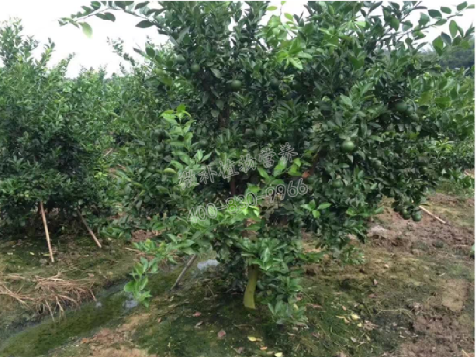 別人果園落果慘重，為何她的果園黃蒂落果少？