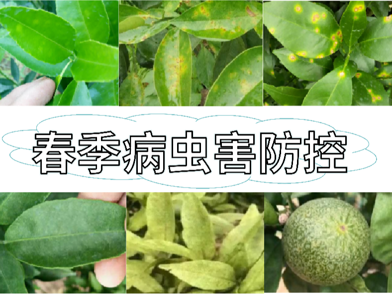 果樹病蟲害開始活動(dòng)，防控方法就用這一套