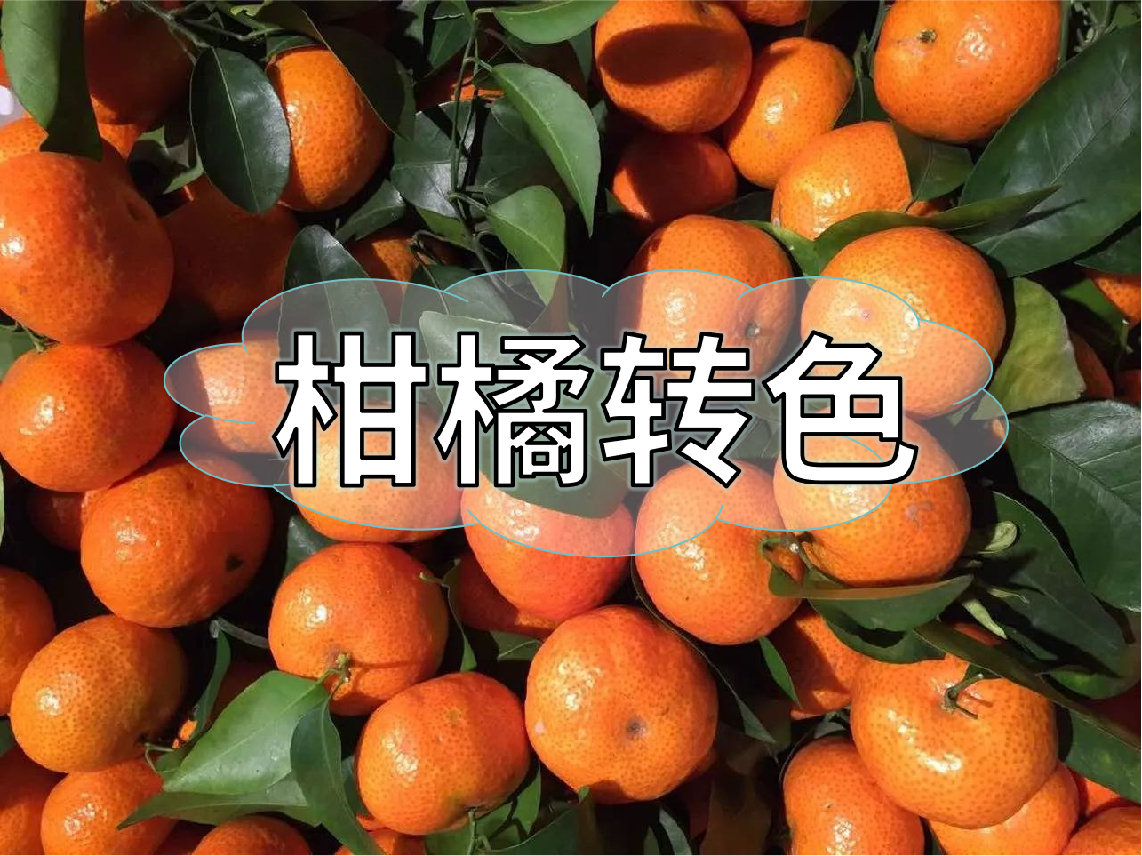柑橘轉(zhuǎn)色增甜管理，現(xiàn)在就開始了