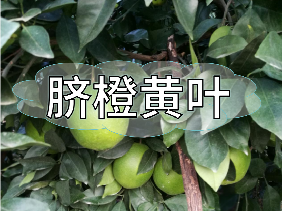 臍橙缺素黃葉越來越多，如何預(yù)防和補(bǔ)救