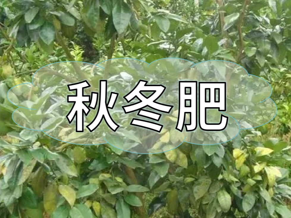 采后秋冬肥，有幾大問題需要農(nóng)戶朋友們注意