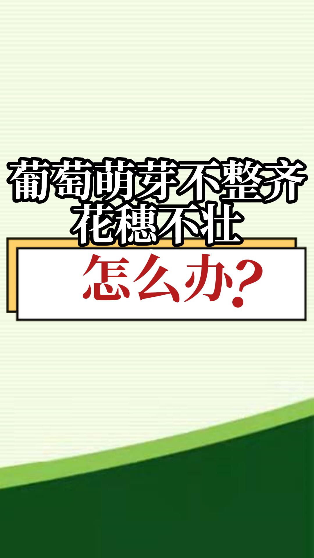 葡萄萌芽不整齊，花穗不壯，怎么辦？