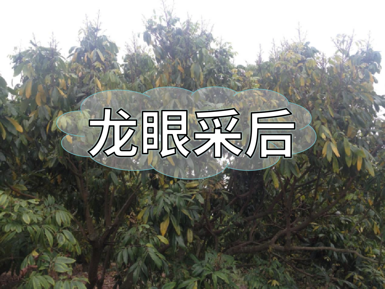 龍眼采摘后，做好保樹工作，預(yù)防大小年