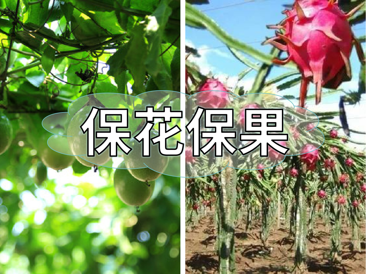 百香果、火龍果連續(xù)開花坐果期促花保果怎么做？