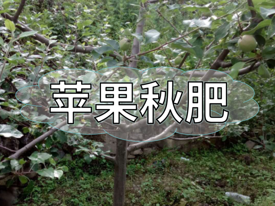 蘋果施秋肥