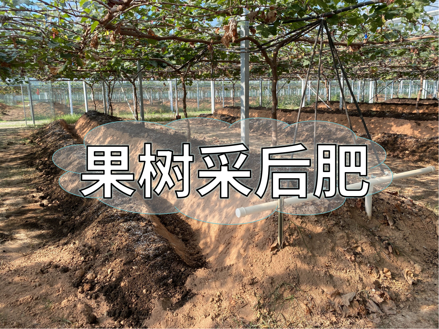 果樹采后肥這樣下，明年穩(wěn)產(chǎn)豐產(chǎn)