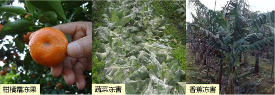 讓作物安全過冬的實(shí)用小妙招，速看