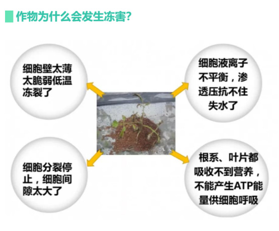 讓作物安全過冬的實(shí)用小妙招，速看