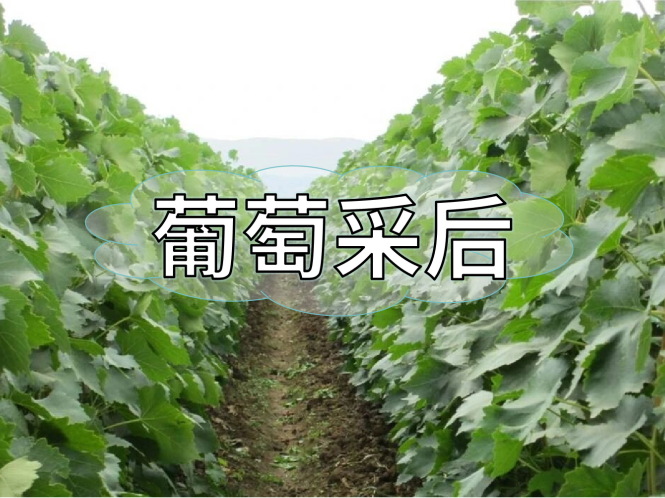 葡萄采后棄管問(wèn)題大，有效管理這樣做