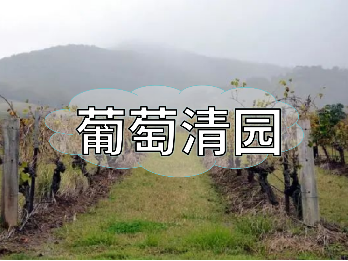 葡萄清園怎么進(jìn)行？