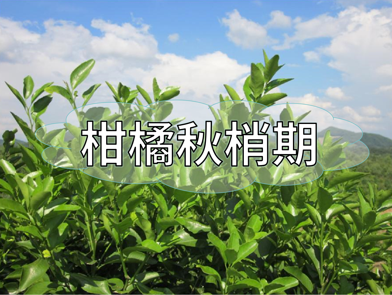 柑橘放秋梢、膨果、促花如何同時(shí)進(jìn)行？