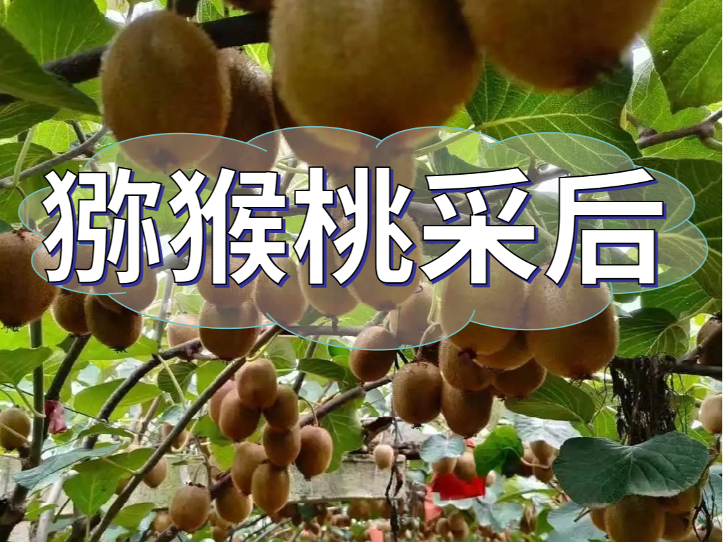獼猴桃采后做好3點(diǎn)，來(lái)年繼續(xù)大豐收