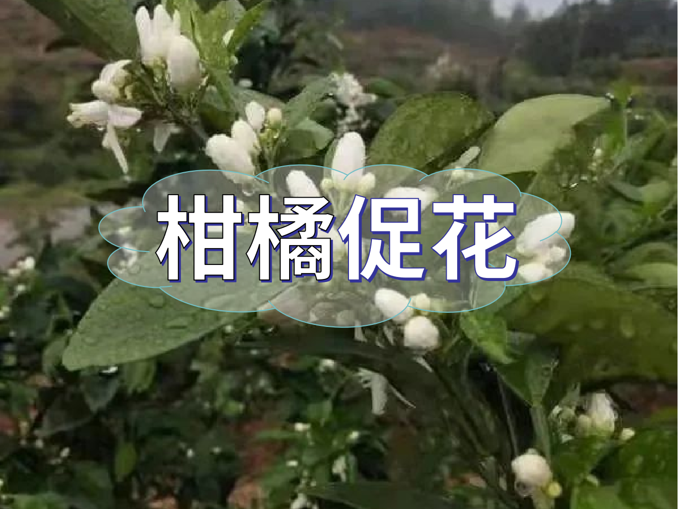 柑橘<i style='color:red'>促花</i>三要領(lǐng)，促進(jìn)優(yōu)質(zhì)花的形成