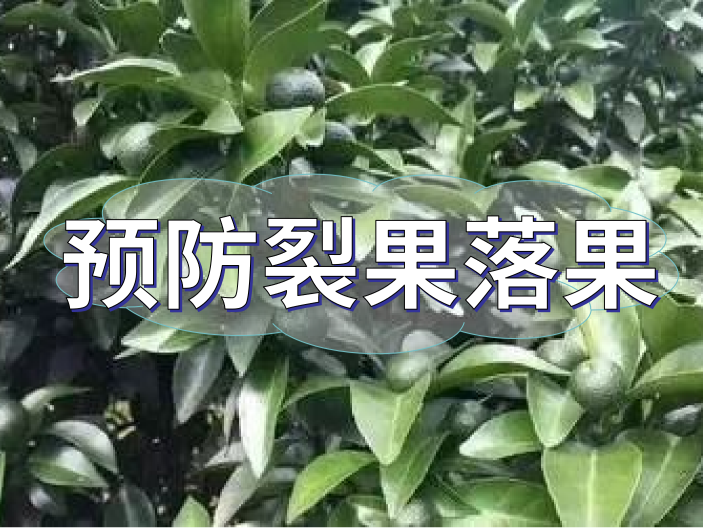 柑橘<i style='color:red'>落果</i>裂果高峰期，要先預(yù)防