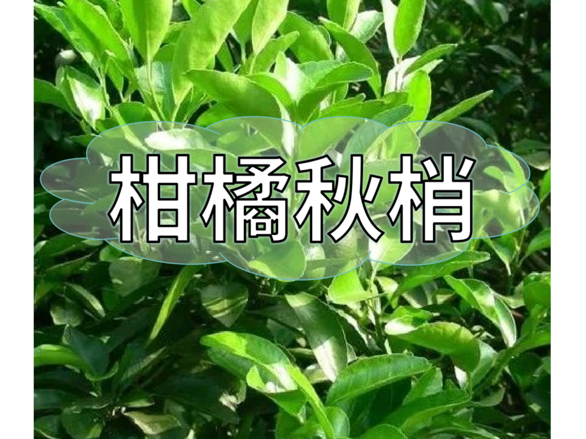秋梢放不出怎么辦？如何放出健壯秋梢？