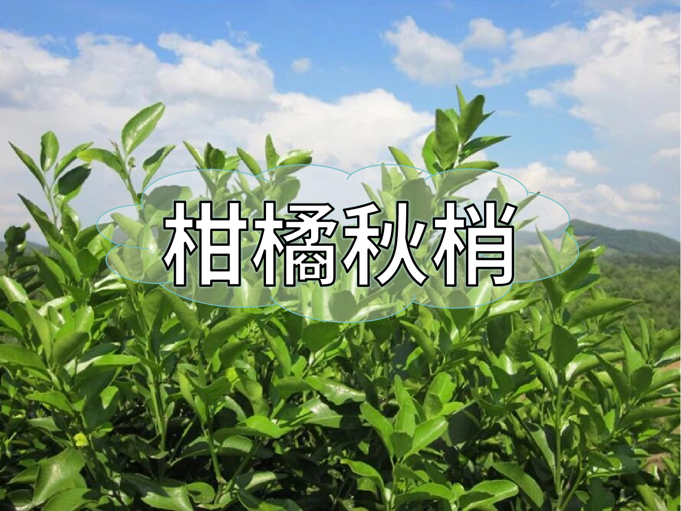 柑橘秋梢不老熟？別慌！這樣促熟保豐收