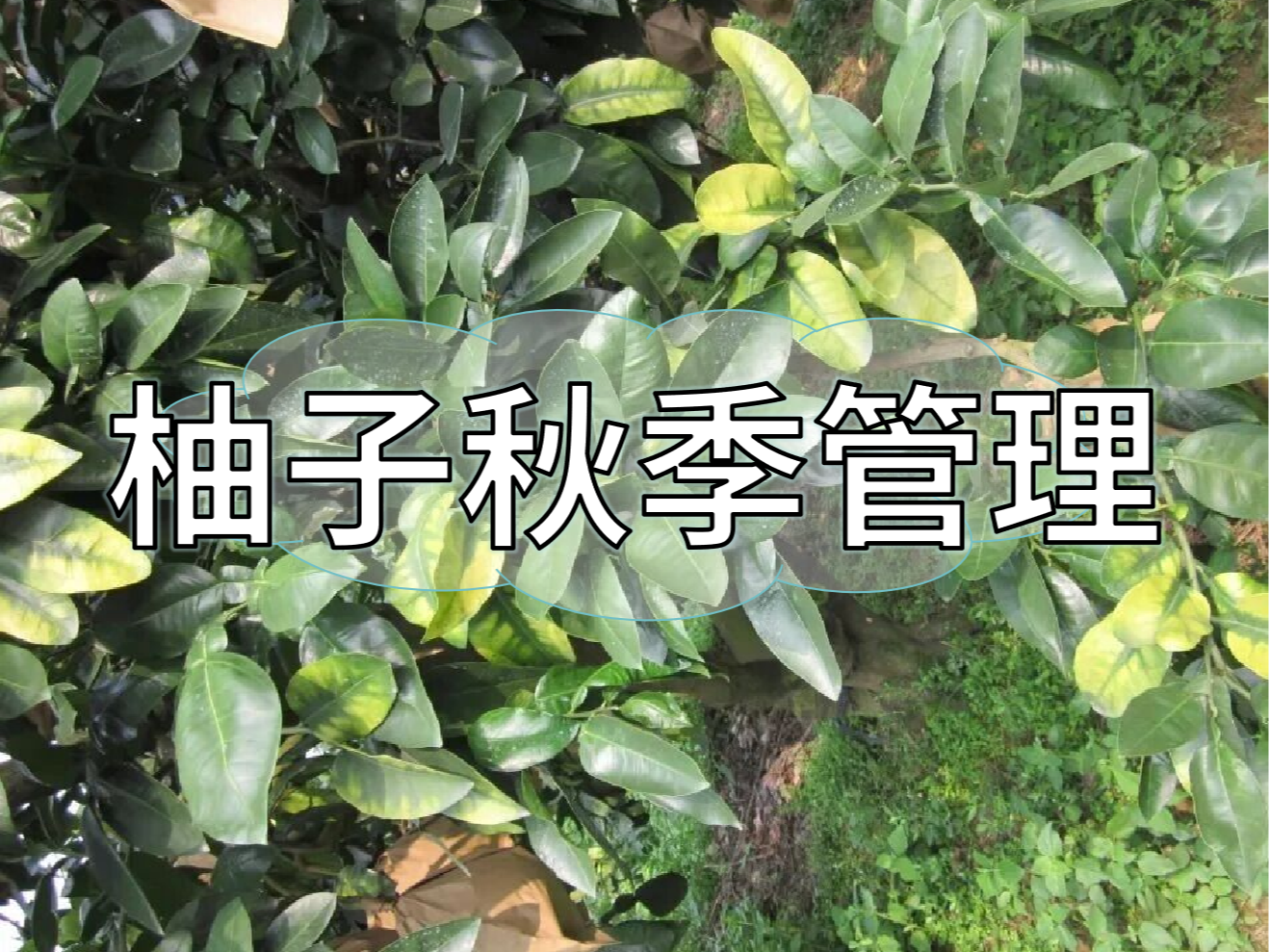 柚子采前增甜提質(zhì)、采后養(yǎng)樹促花，兩步搞定