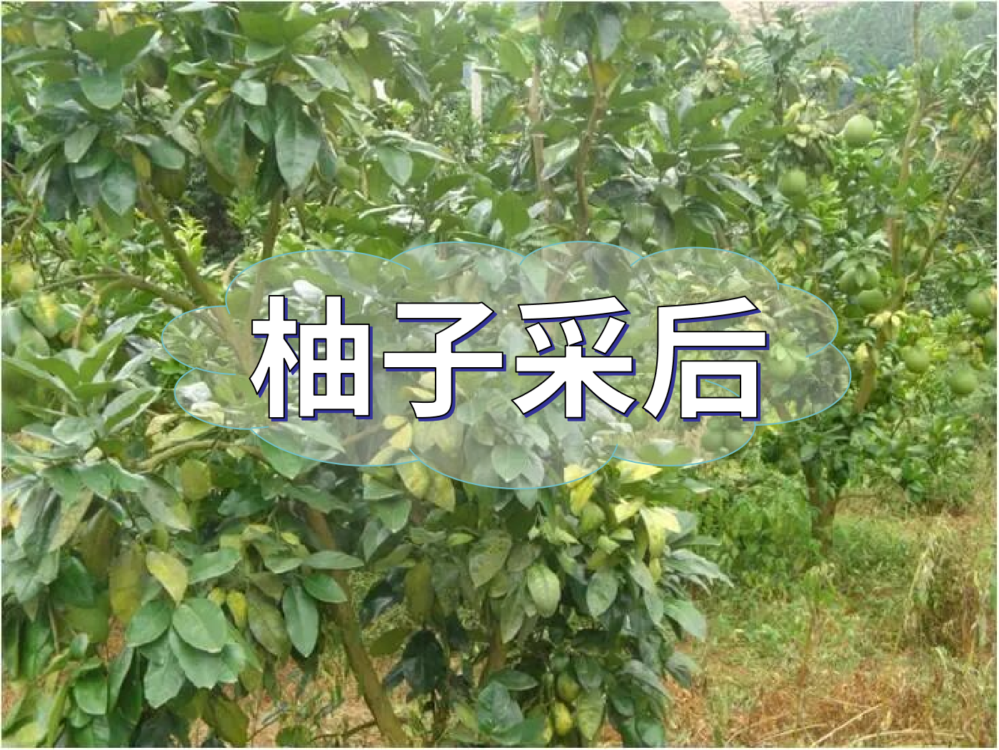 柚子采后這么管，來(lái)年不減產(chǎn)