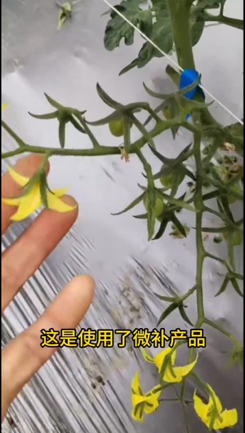微補營養(yǎng)又淋又噴，圣女果花又粗又壯，非常漂亮