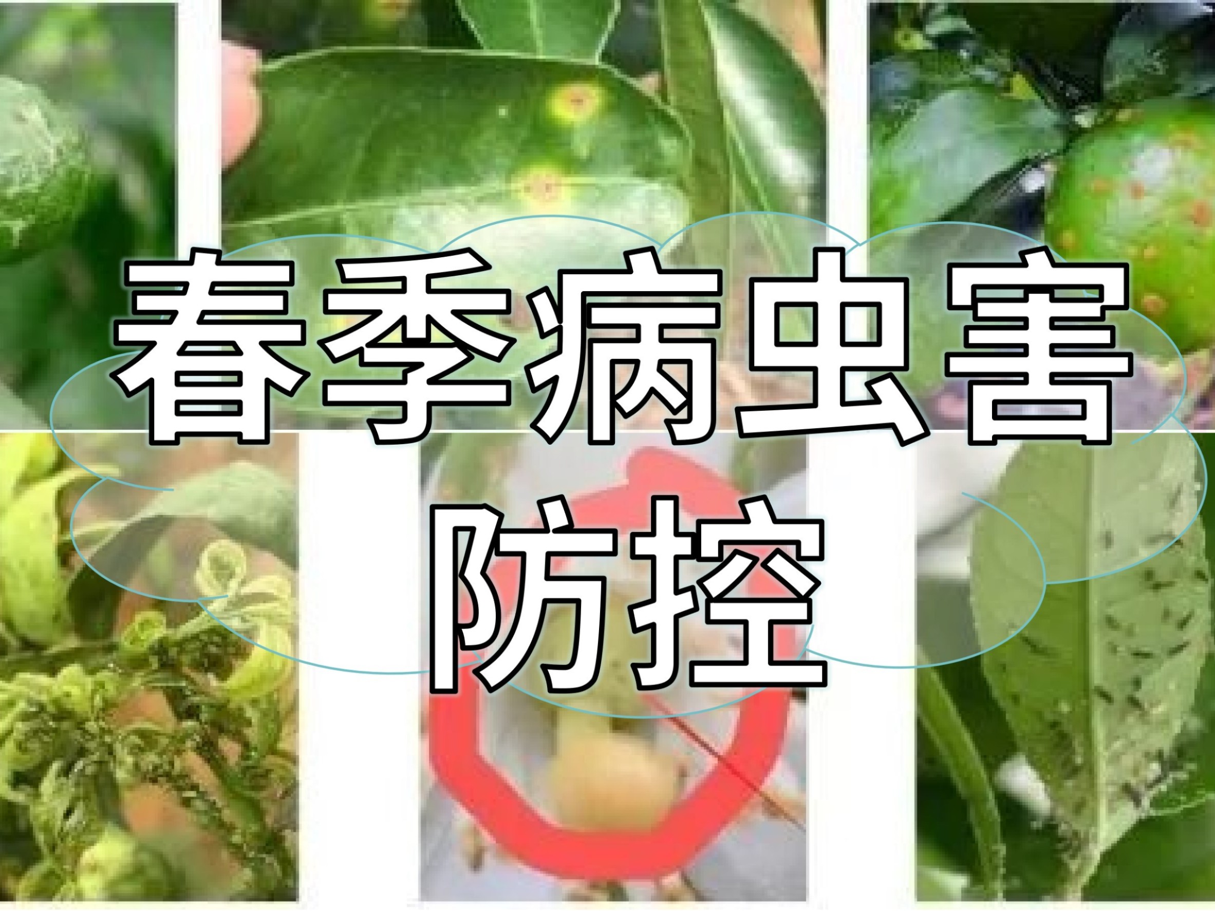 春季病蟲害高發(fā)，這個方法防控成本低效果好