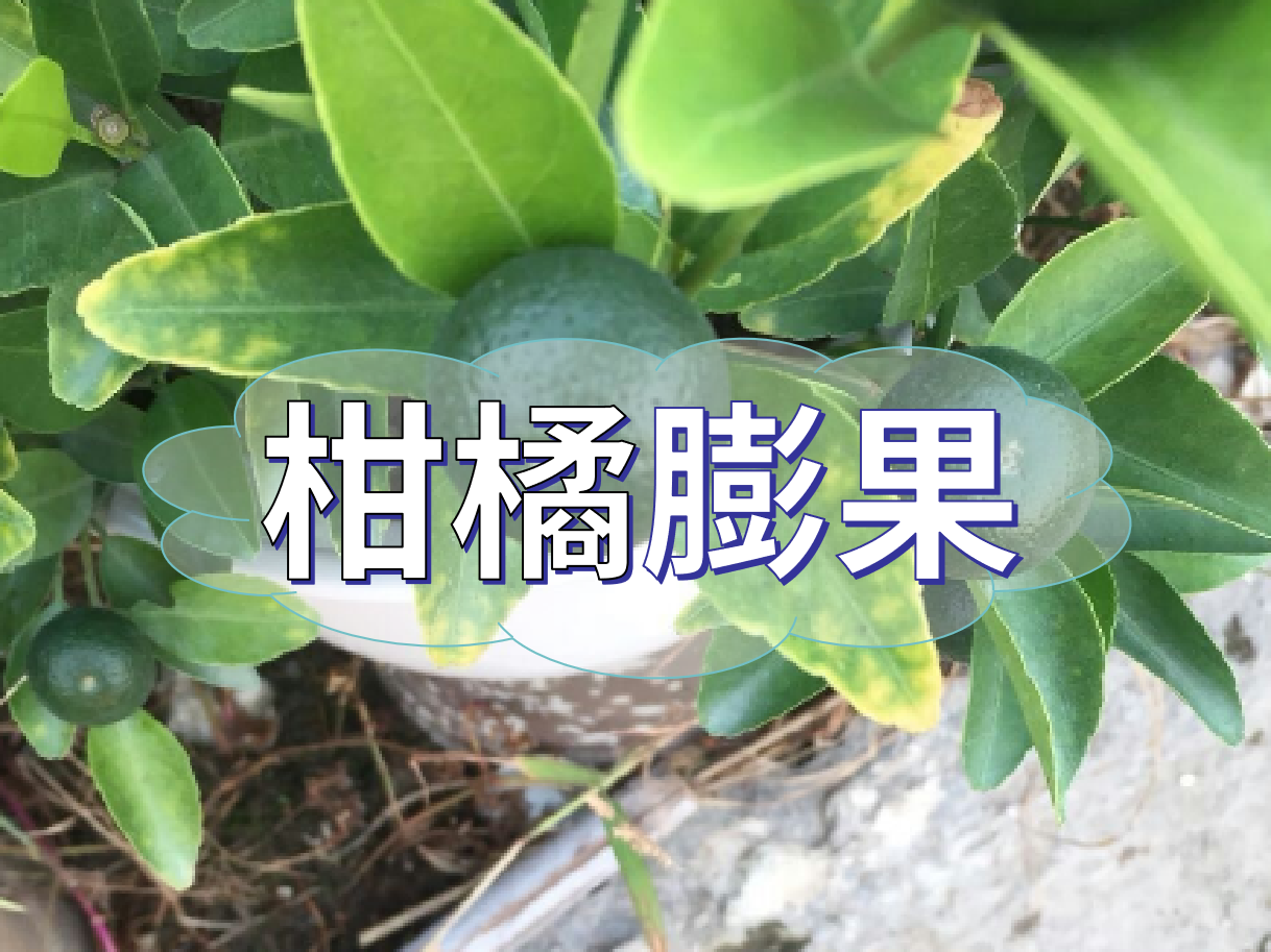 柑橘膨果慢？膨果并非多補(bǔ)鉀這么簡(jiǎn)單！
