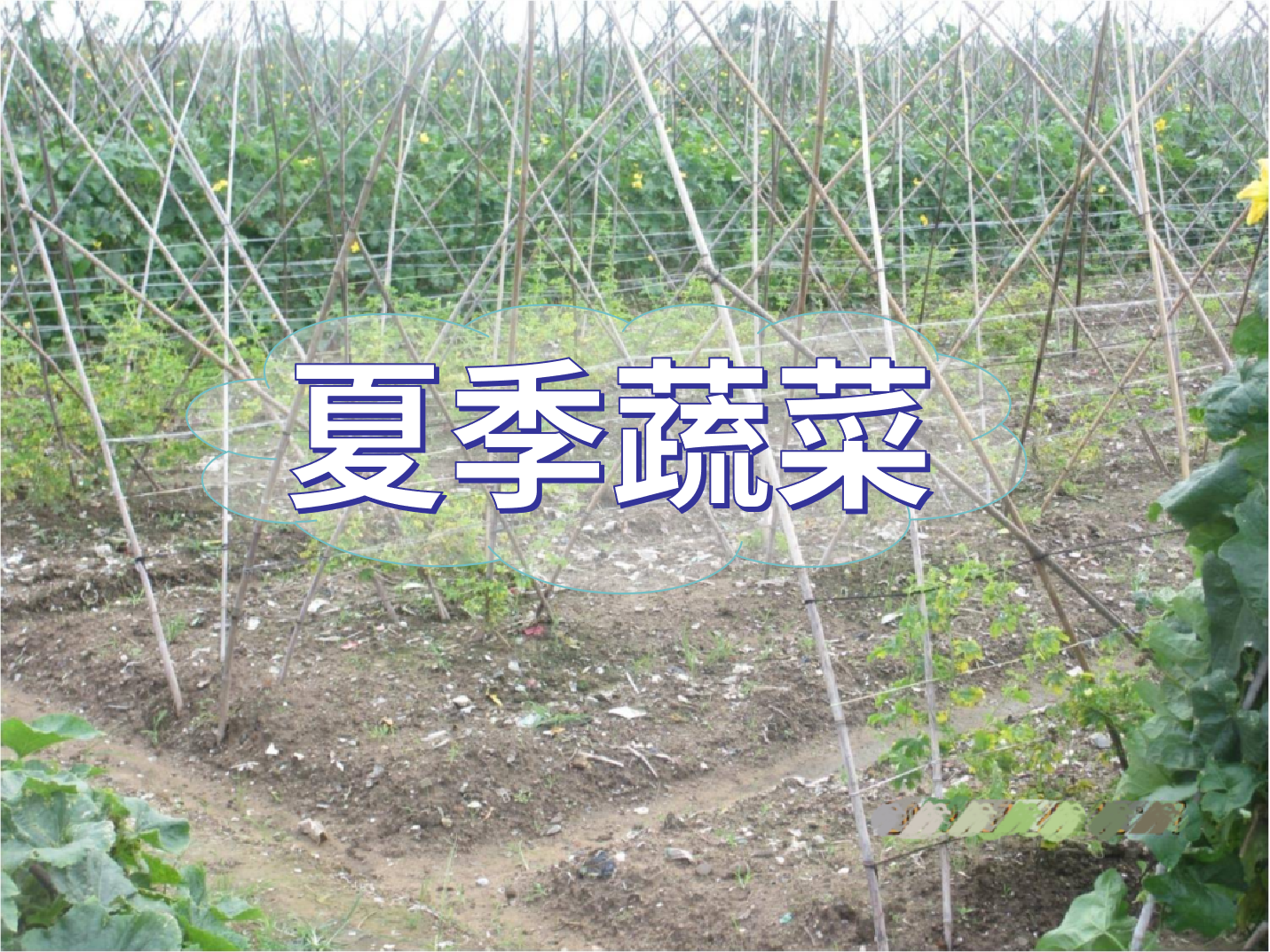 夏季蔬菜實(shí)現(xiàn)高產(chǎn)優(yōu)收要點(diǎn)