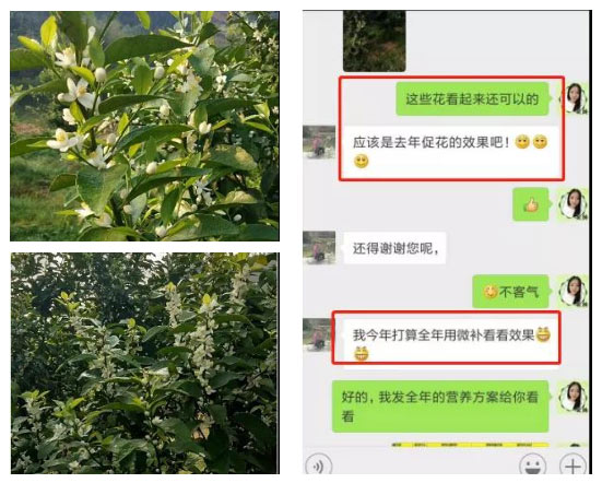 秋梢期，柑橘果農(nóng)都在做這件事……
