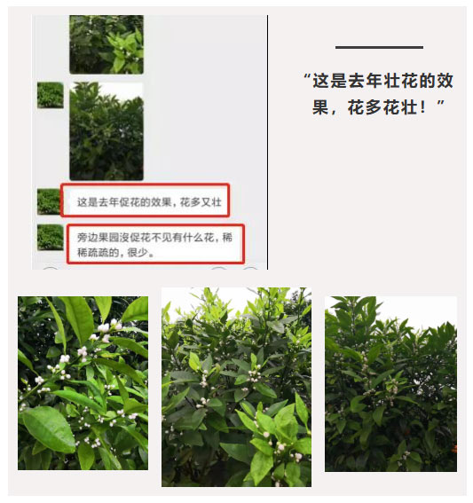 秋梢期，柑橘果農(nóng)都在做這件事……